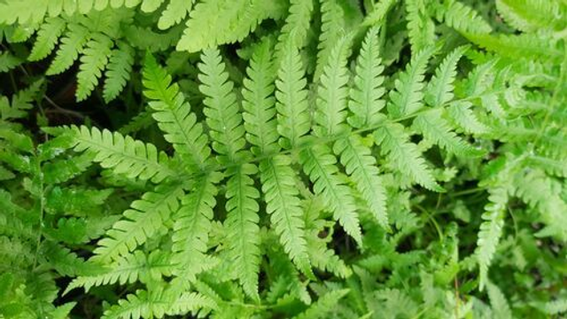 Thelypteris kunthii- Southern Shield Fern Plug plant