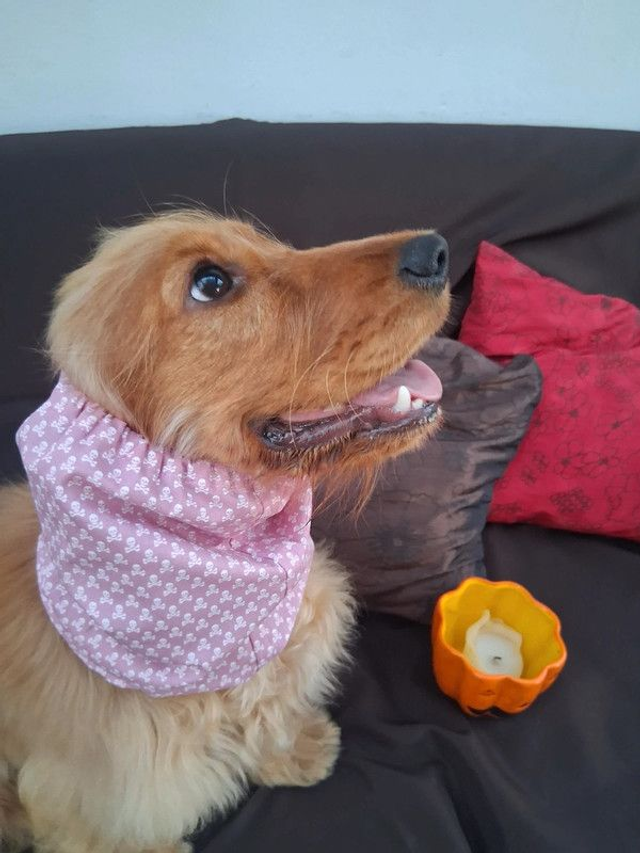 Snood Taille M  "Skulls and Bones" rose