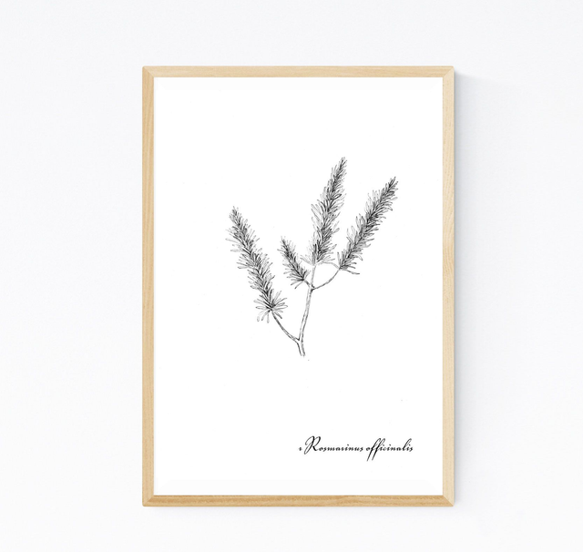 Romarin, romarinum officinalis