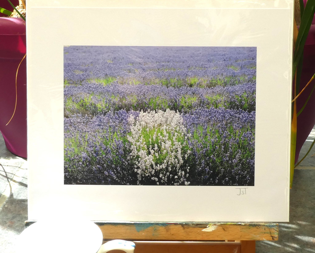 Photographic Open Edition Print, from my "Lavender" collection, "White Haze"