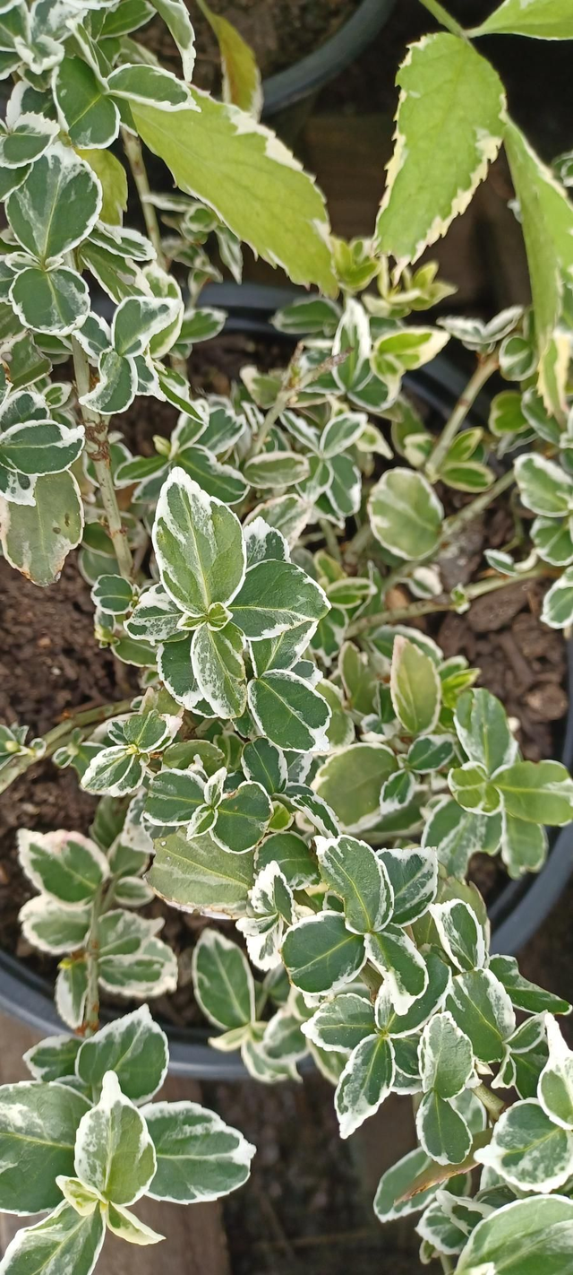 Euonymus fortunei Silver Queen