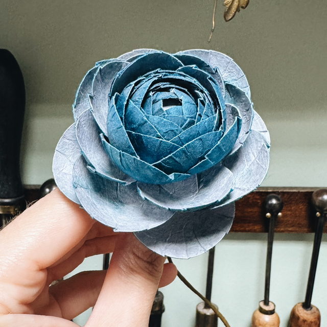 RENONCULE BLEU CLAIR / BLEU PAON