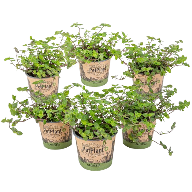Callisia Repens