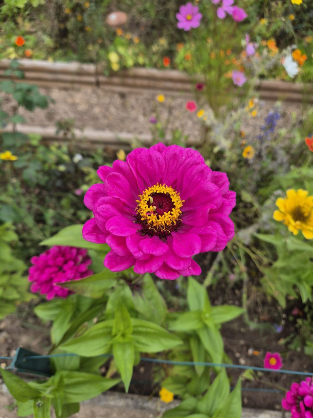 Zinnia