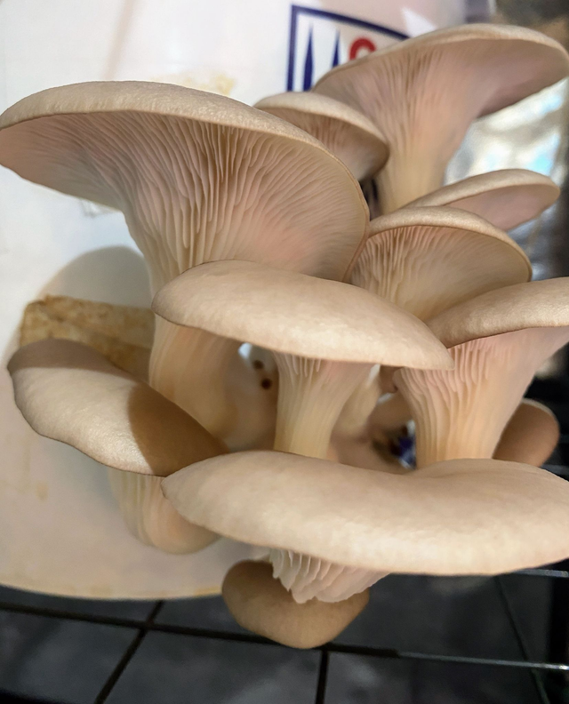  Blue Oyster Mushroom Spawn Seed Packet Grow Your Own Fresh Mushrooms