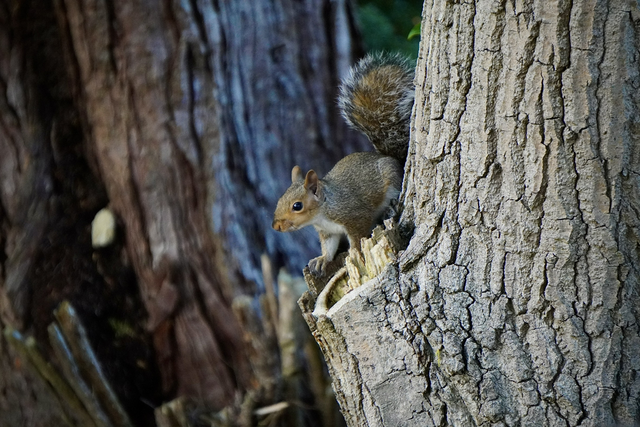 Curious Grey Squirrel 