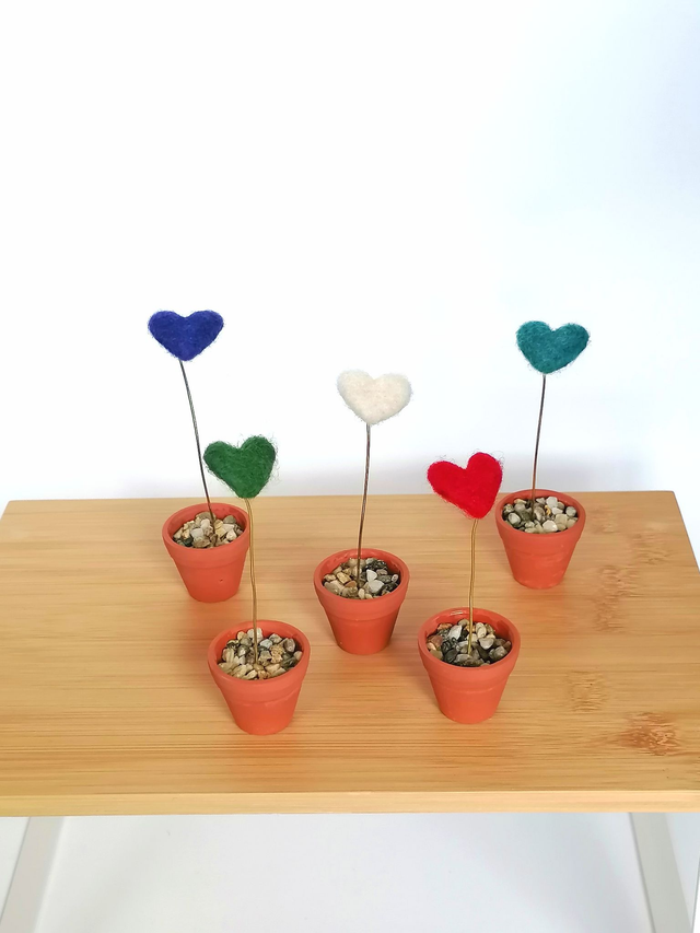 Mini plante cœur - de toutes les couleurs ! 