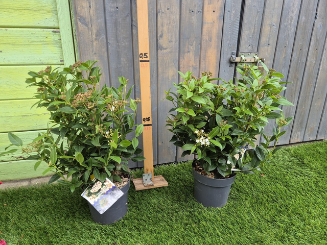 Viburnum tinus ladybird pot 17cm