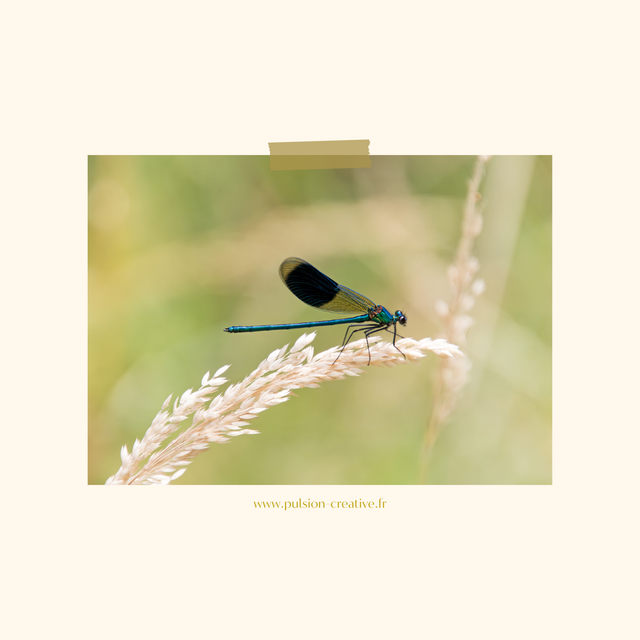 Carte postale photographie #7 Demoiselle
