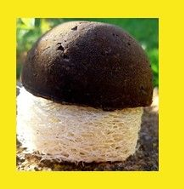 Cheveux Secs, Cassants, Ternes, Abimés, Ramollis - 80 gr en forme demi-bulle super pratique !