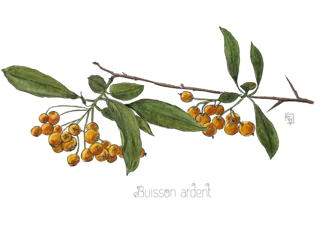 Carte postale botanique - Pyracantha "Buisson ardent"