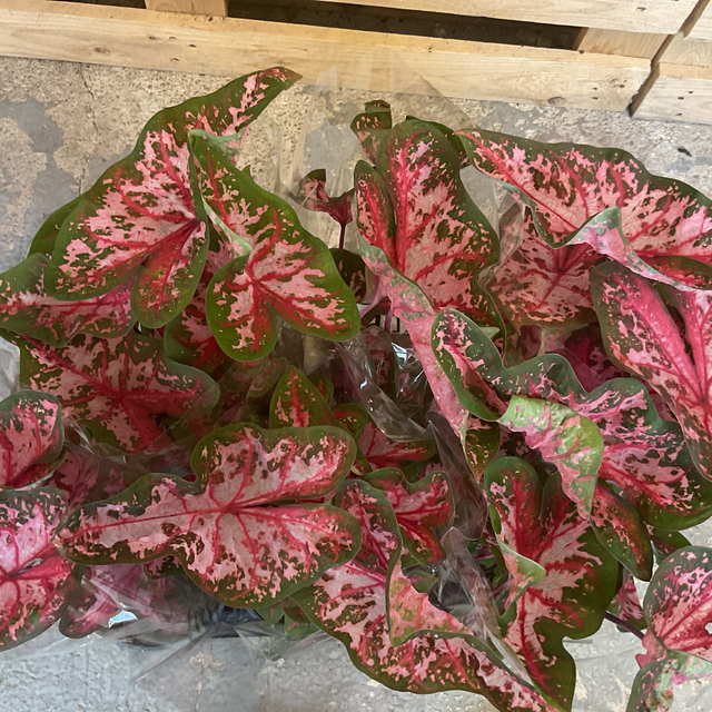 Caladium Carolyn Whorto