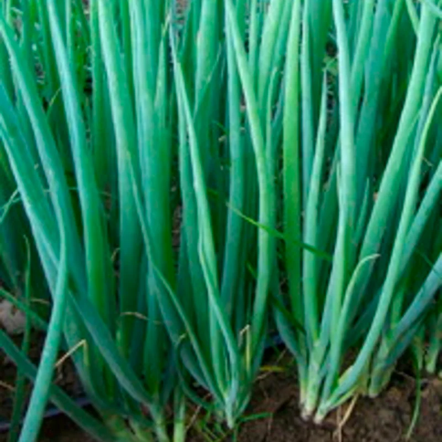Ciboule du Japon white Nebuko Bio ( Allium fistulosum )