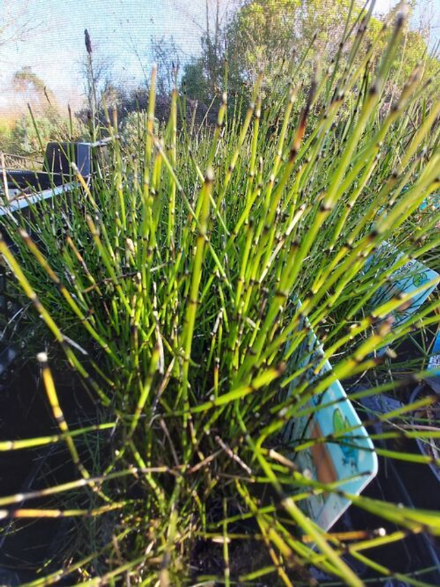 Equisetum scirpoides - Dwarf Horsetail P9 (0.5l)