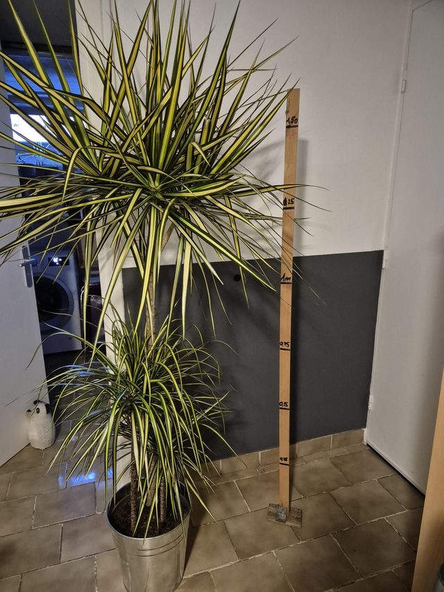 Dracaena réflexion pot 27cm avec cache pot zinc