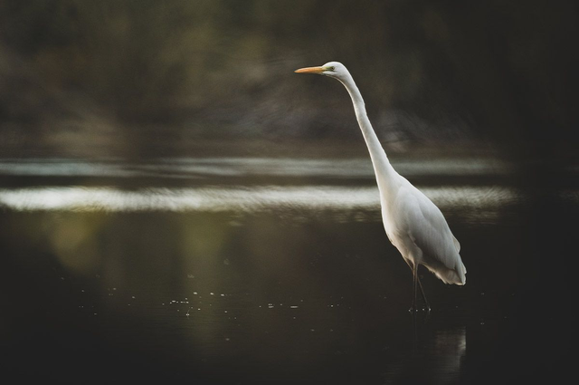 La rodeuse de la mare