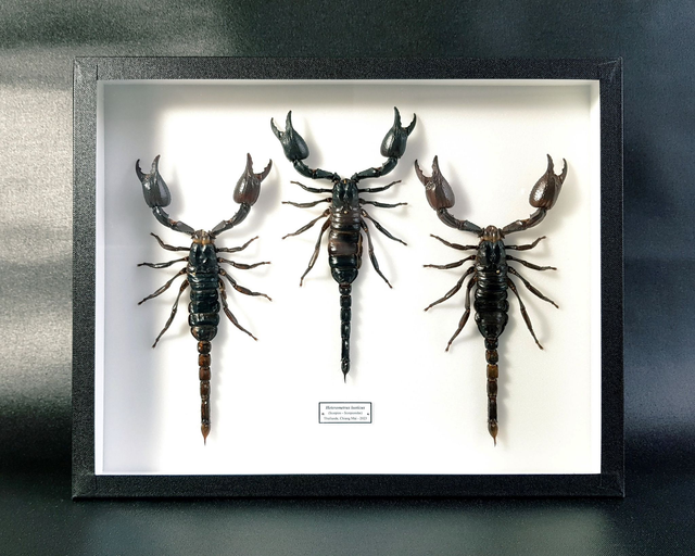 Heterometrus laoticus (trio)