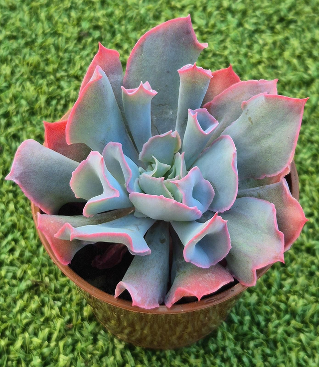 Echeveria 'Trumpet Pinky'
