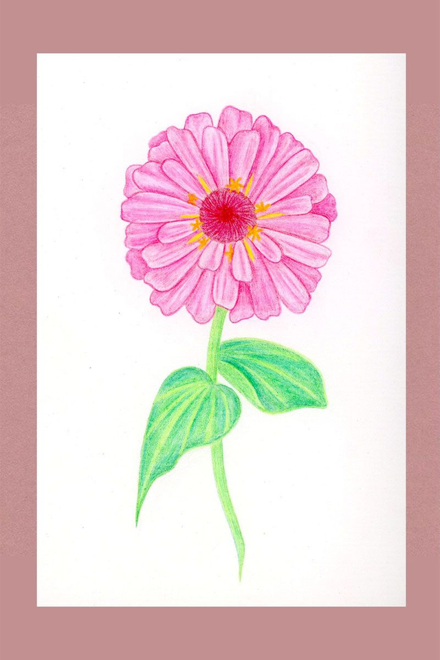 Illustration fleur de Zinnia
