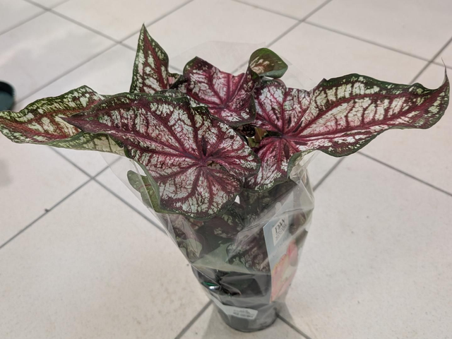 Caladium