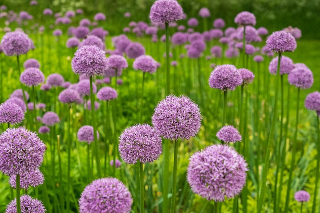 Chives (Allium schoenoprasum) 1L pot