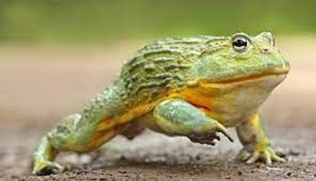 African bullfrog