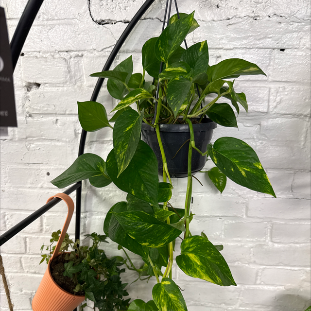 Pothos Dorée