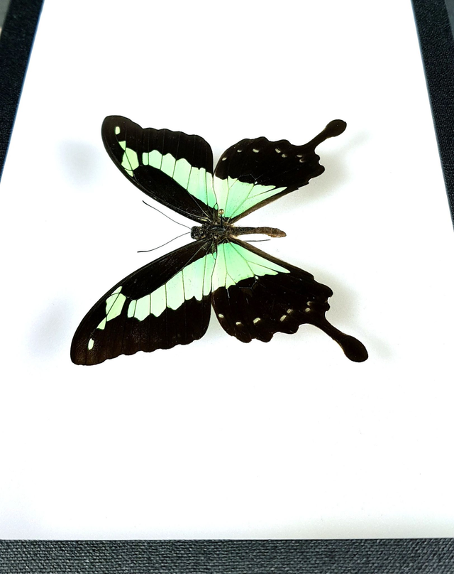 Papilio phorcas