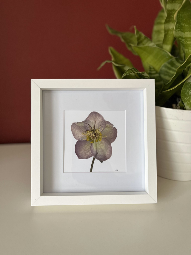 Hellebore