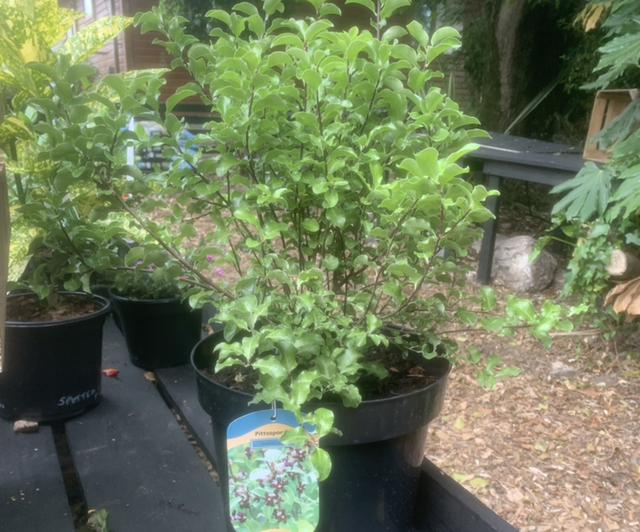 Pittosporum- Arundel Green