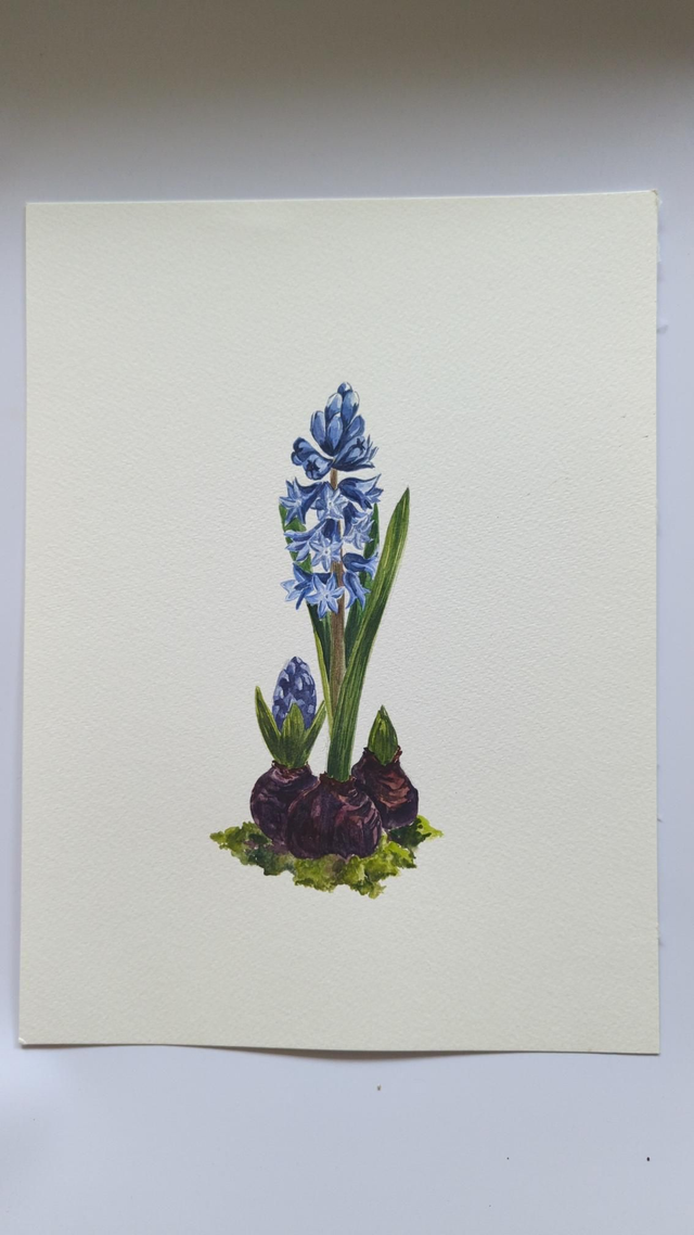 Jacinthe bleu