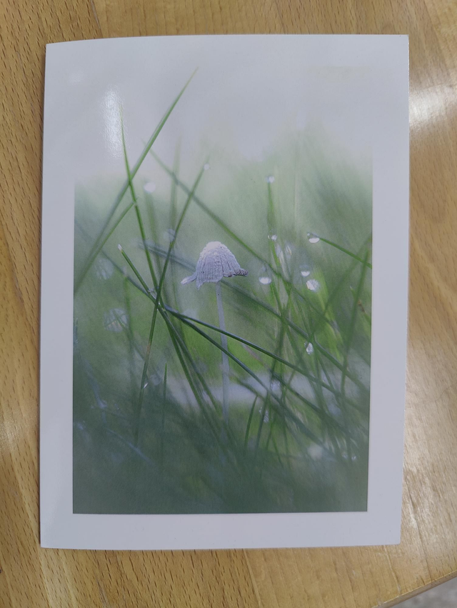 Single greeting card