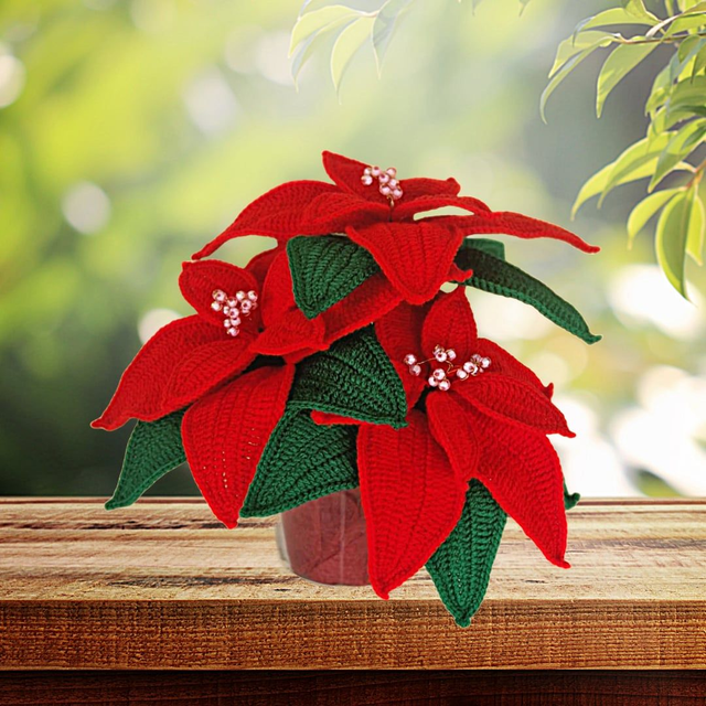 Poinsettia