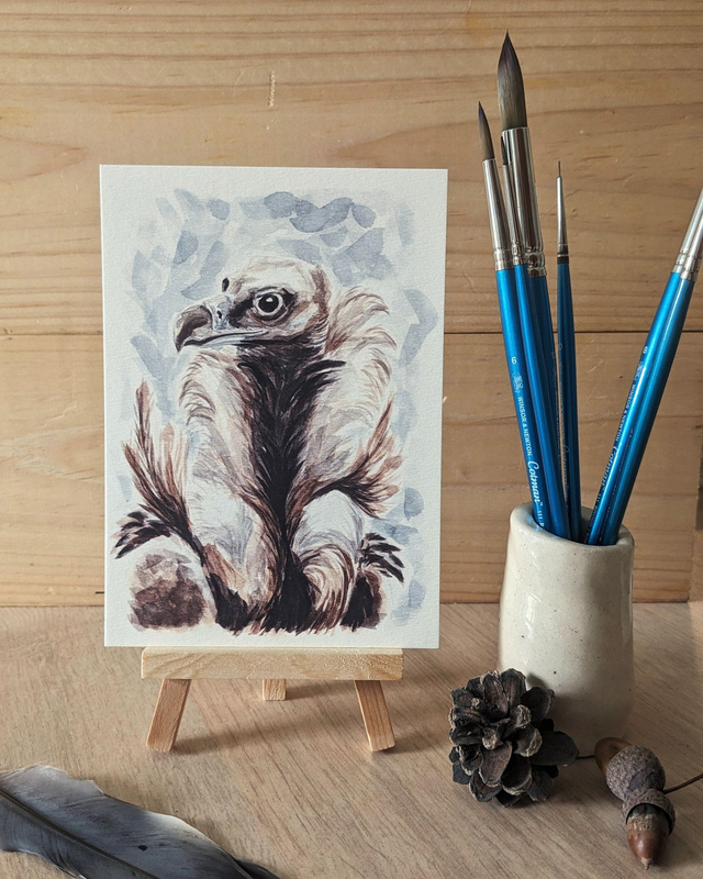 Le Vautour moine - carte A6