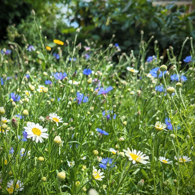 &#039;Wildflowers ii&#039;