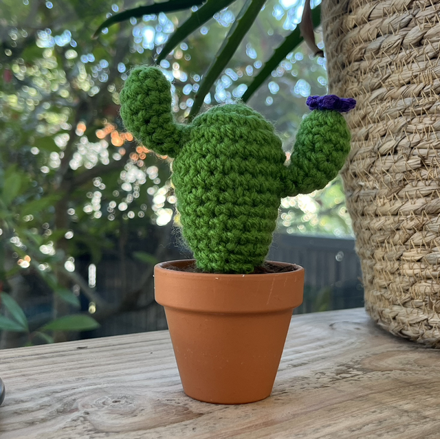 Cactus