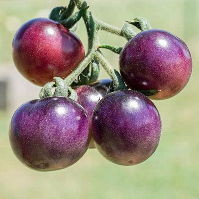 Tomate cerise Blue berries