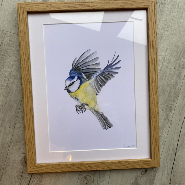 Blue Tit in Flight Original Drawing