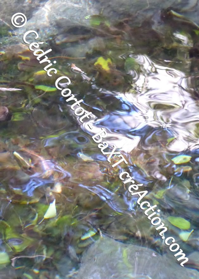 Carte postale - Reflets et cours d'Eau (Ref P1190477)