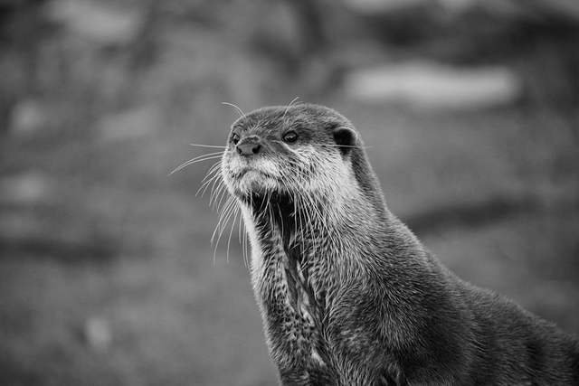 Charming Otter