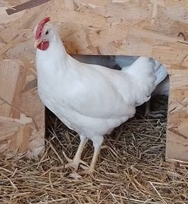 Pondeuse Azur (oeuf bleu)