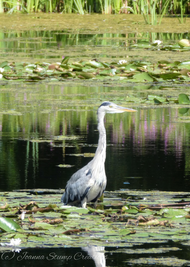 Photographic Open Edition Print from my "Flora and Fauna" collection, "Impressionists Beauty Portrait"