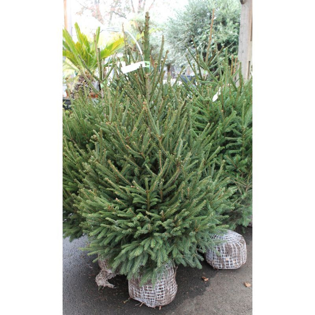 ÉPICÉA MOTTE 100/125