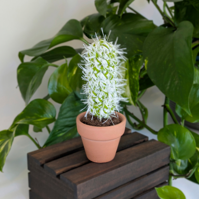 Spiky Crochet Cactus 