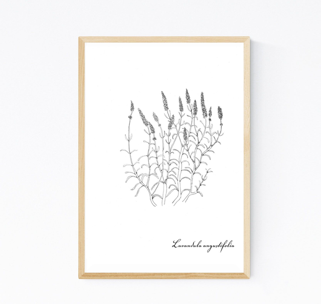 Lavande, lavandula angustifolia