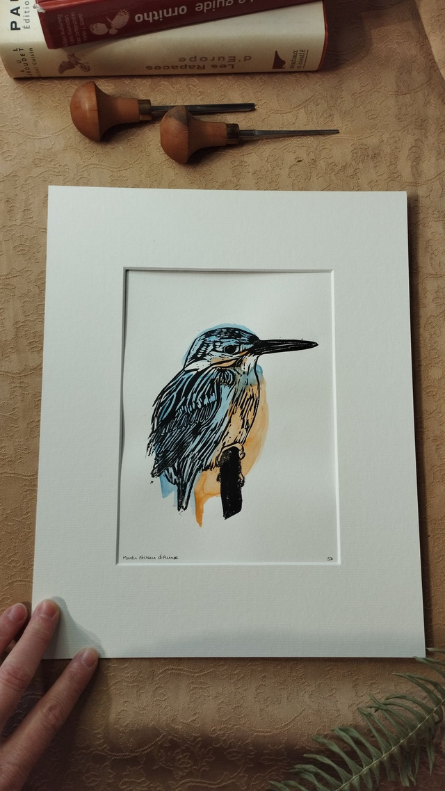 Illustration Oiseau Martin-Pêcheur d'Europe en linogravure et aquarelle