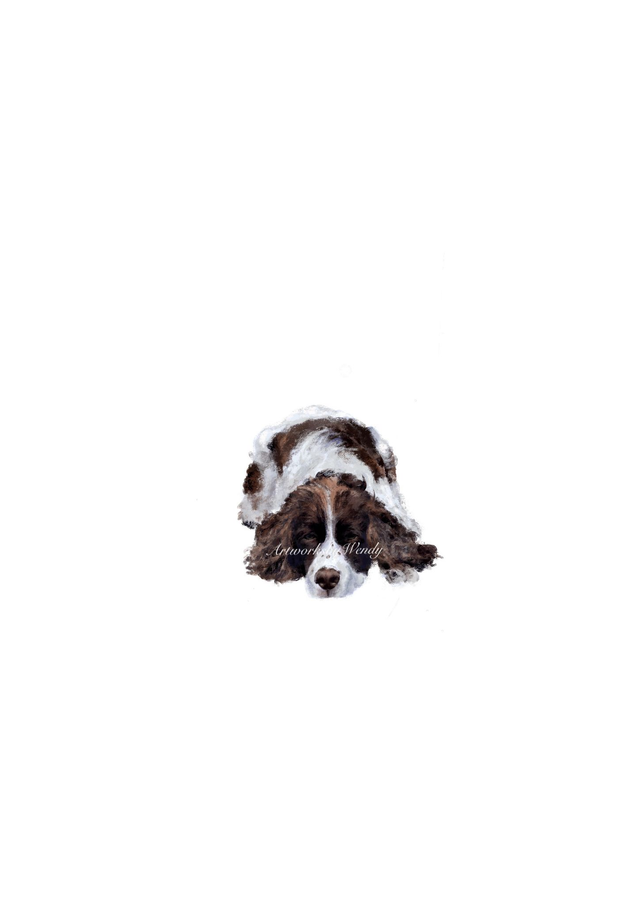 Spaniel
