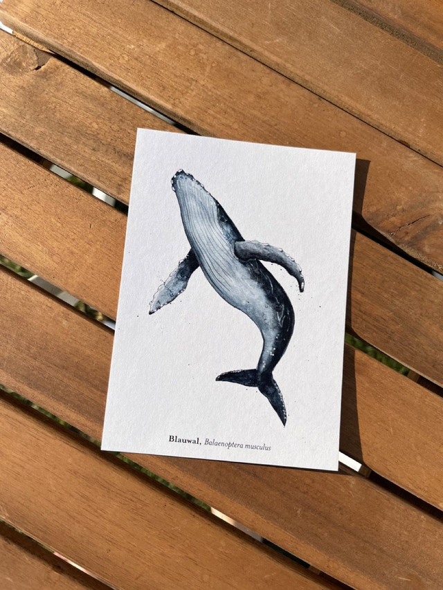 Postkarte Wal "Blauwal"