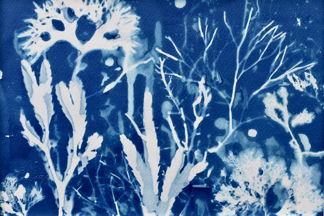 Algae - Vita aquatica 2.1 - A4