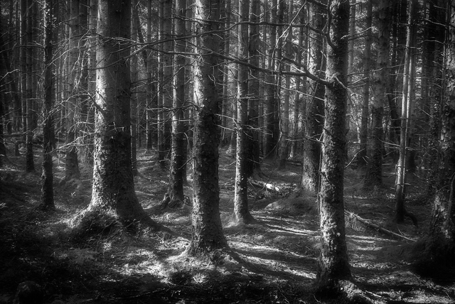 Where Fairytales Begin